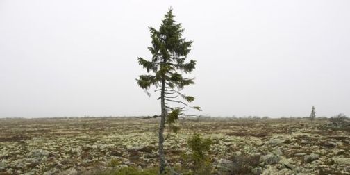 Le "plus vieil arbre du monde", à Fulufjallet, au sud de la Suède, serait âgé de 9 500 ans. | REUTERS